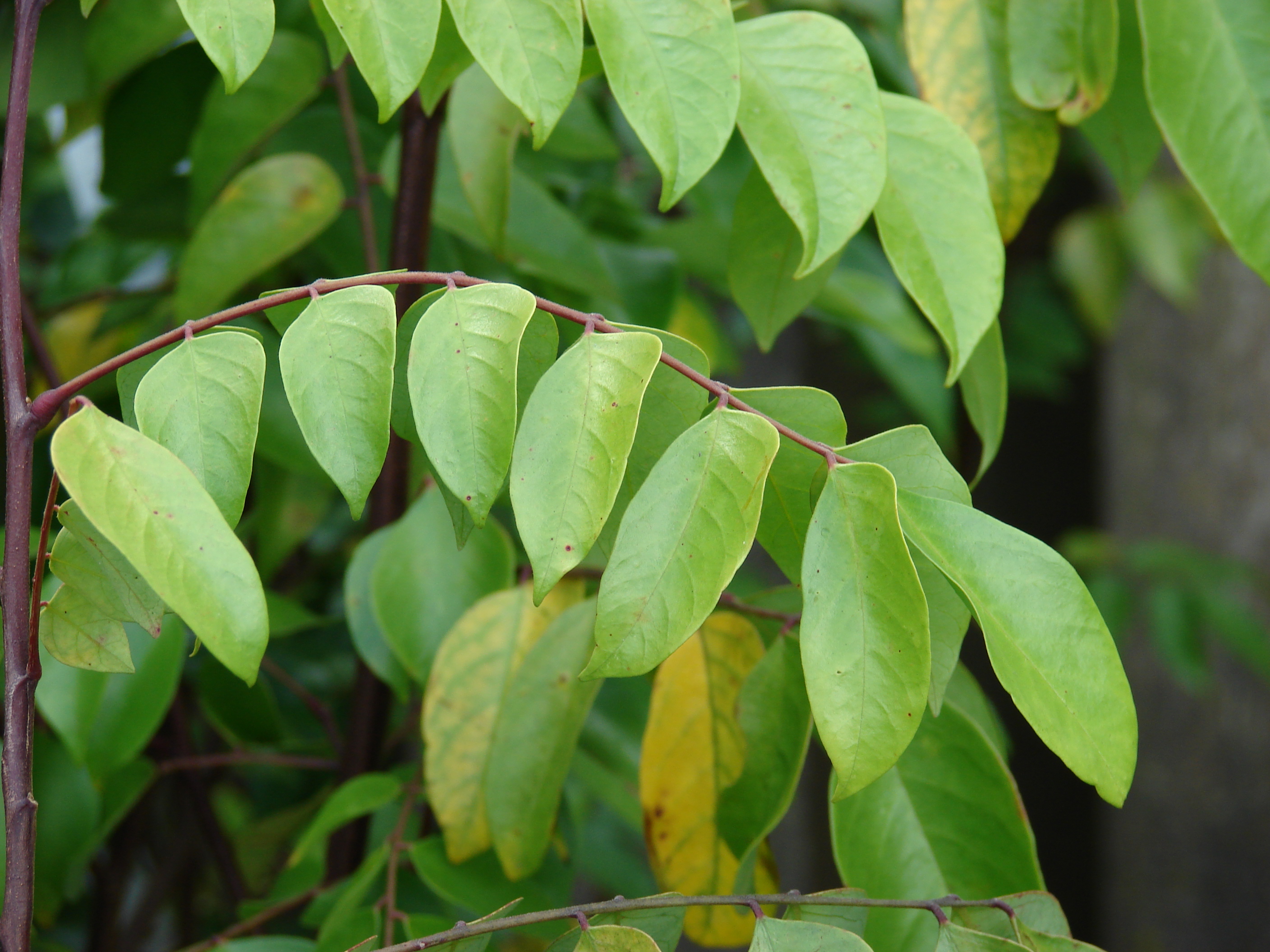 معرفی و راهنمای پرورش درختان میوه - کارامبولا یا میوه ستاره ای